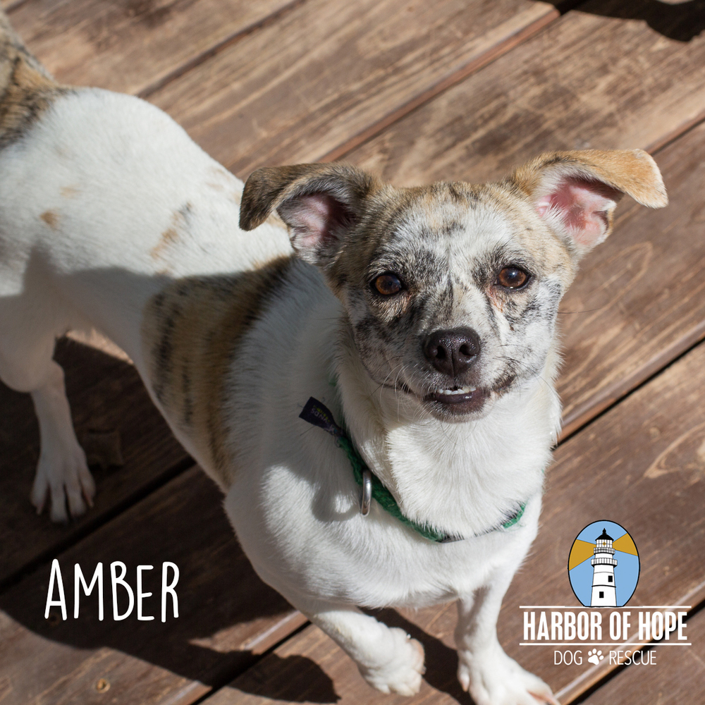 Amber, an adoptable Chihuahua, Terrier in Bellevue, NE, 68005 | Photo Image 6