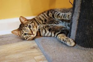Stripes, Adult Male Domestic Short Hair