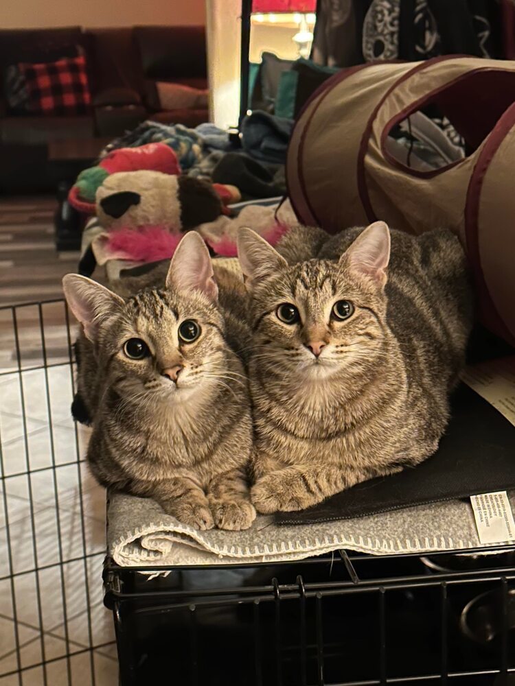 Erend, an adoptable Domestic Short Hair in Shawnee, OK, 74804 | Photo Image 2