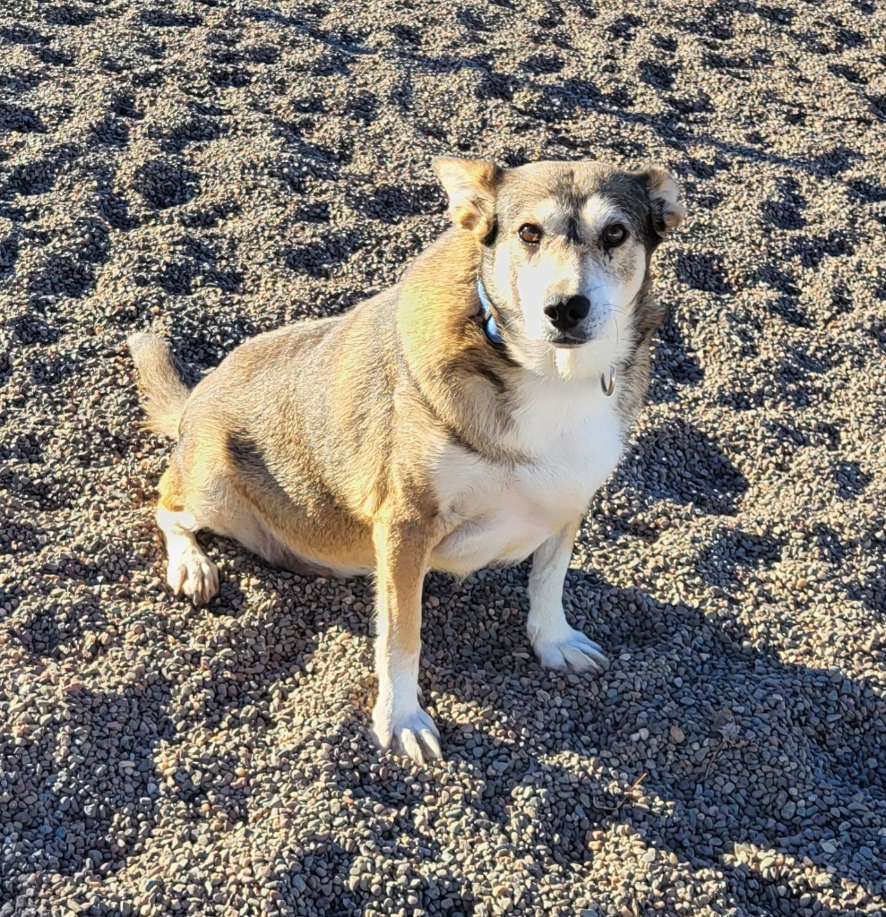 Xena, an adoptable Husky, Labrador Retriever in Medford, WI, 54451 | Photo Image 1