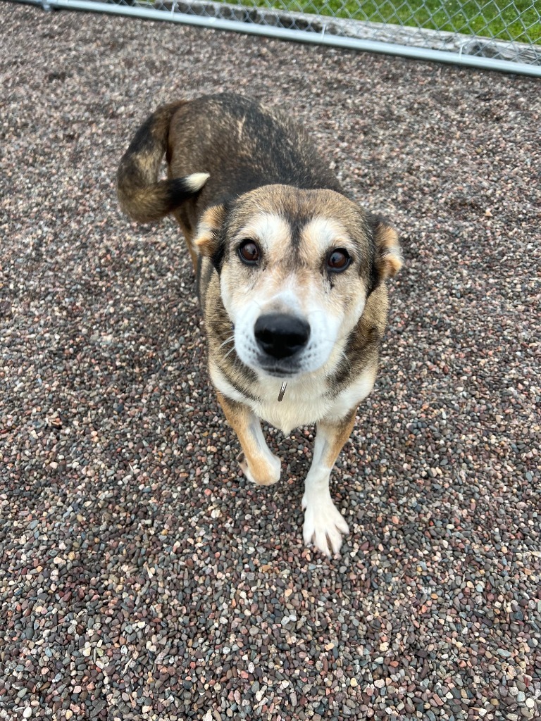 Xena, an adoptable Husky, Labrador Retriever in Medford, WI, 54451 | Photo Image 4