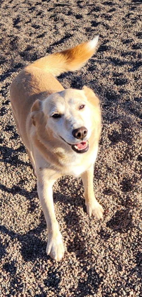 Chopper, an adoptable Husky, Labrador Retriever in Medford, WI, 54451 | Photo Image 1