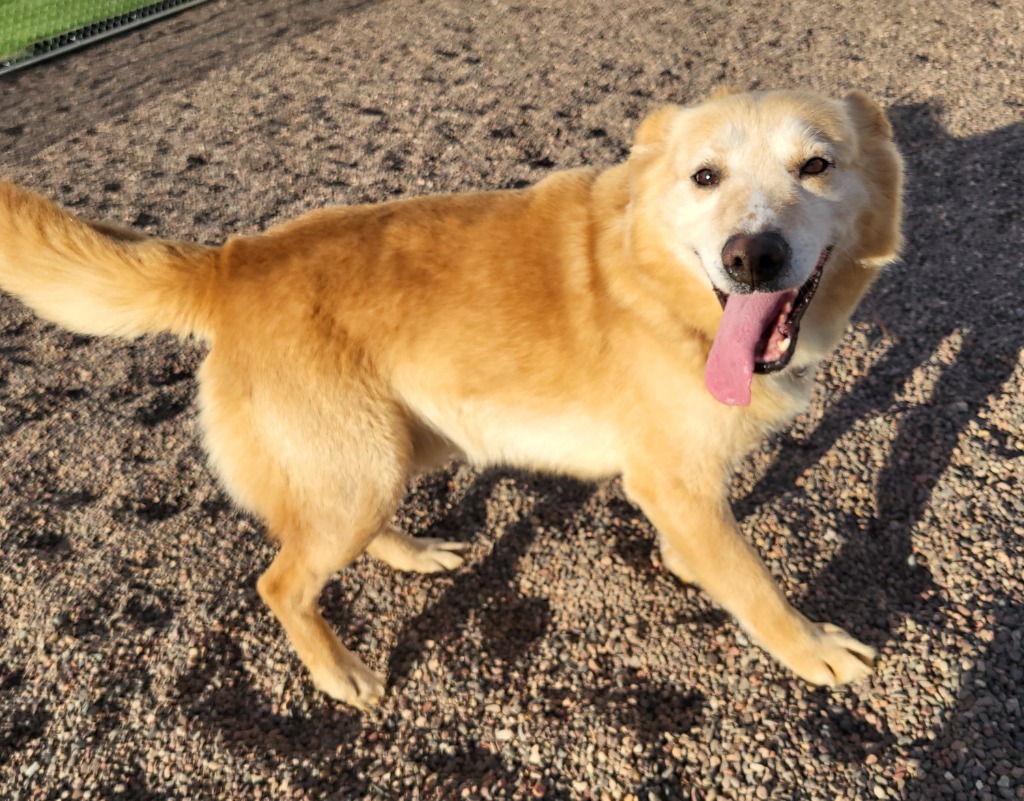 Chopper, an adoptable Husky, Labrador Retriever in Medford, WI, 54451 | Photo Image 2