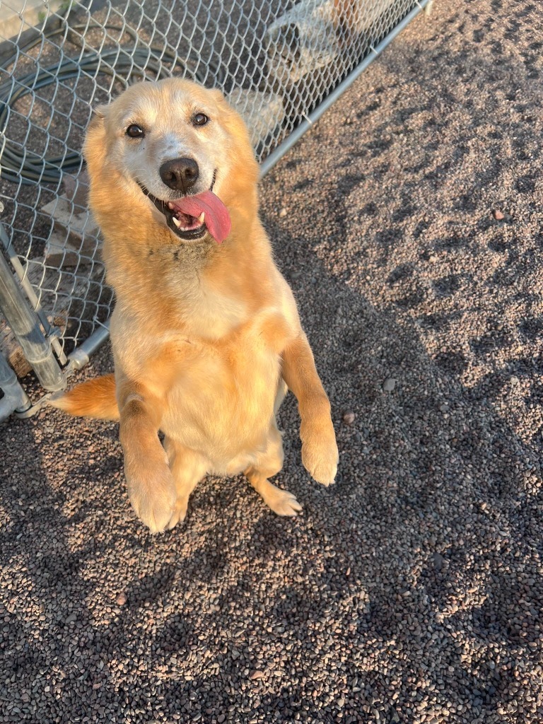 Chopper, an adoptable Husky, Labrador Retriever in Medford, WI, 54451 | Photo Image 5