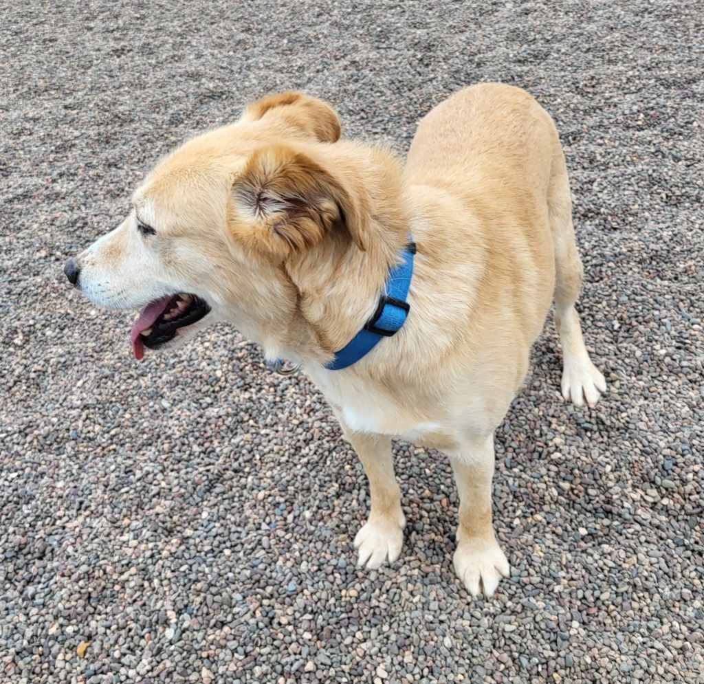 Chopper, an adoptable Husky, Labrador Retriever in Medford, WI, 54451 | Photo Image 6