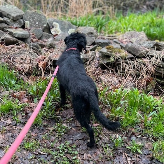 Kylie, an adopted Labradoodle & Miniature Poodle Mix in Rochester, NY_image-2