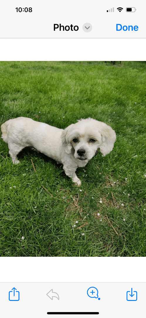 Cali, an adoptable Shih Tzu Mix in Maumee, OH_image-2
