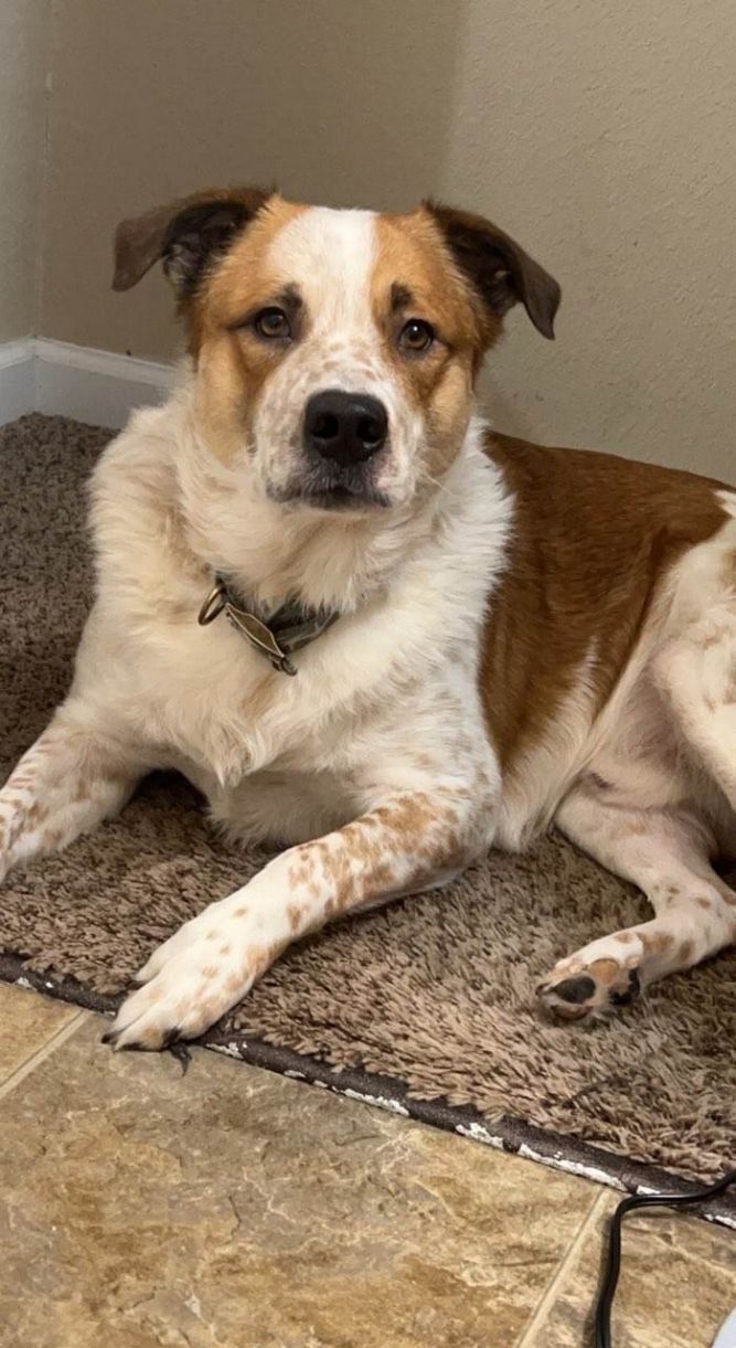 Dog for adoption Weego a Cattle Dog Catahoula Leopard Dog Mix