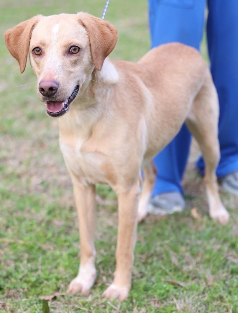 Gynger, an adoptable Yellow Labrador Retriever in Fond Du Lac, WI, 54935 | Photo Image 1