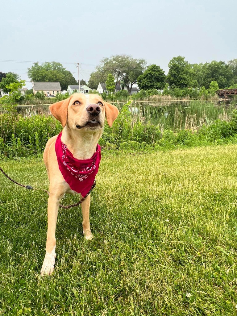 Gynger, an adoptable Yellow Labrador Retriever in Fond Du Lac, WI, 54935 | Photo Image 3