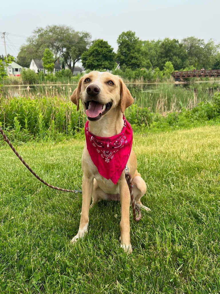 Gynger, an adoptable Yellow Labrador Retriever in Fond Du Lac, WI, 54935 | Photo Image 4