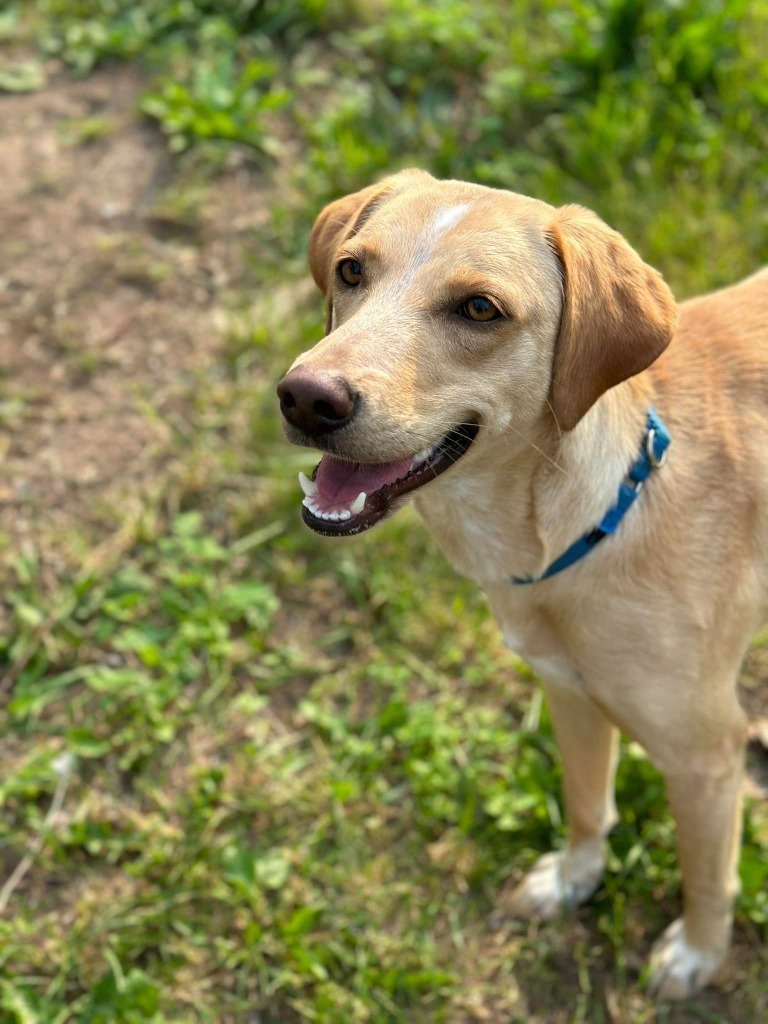 Gynger, an adoptable Yellow Labrador Retriever in Fond Du Lac, WI, 54935 | Photo Image 5