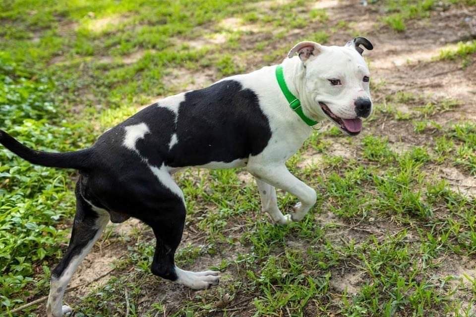 Bandit , an adoptable American Bulldog in Kuna, ID, 83634 | Photo Image 3