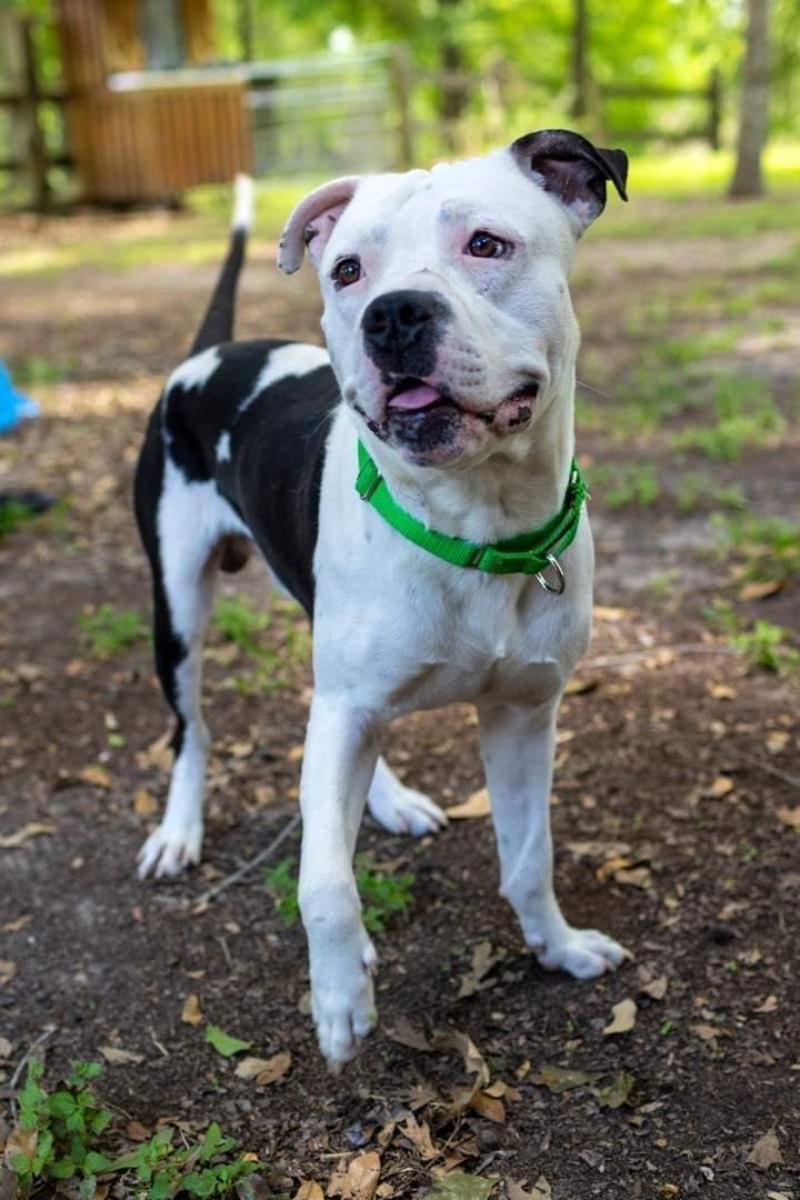 Bandit , an adoptable American Bulldog in Kuna, ID, 83634 | Photo Image 1