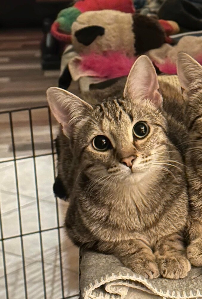 Aloy, an adoptable Domestic Short Hair in Shawnee, OK, 74804 | Photo Image 1