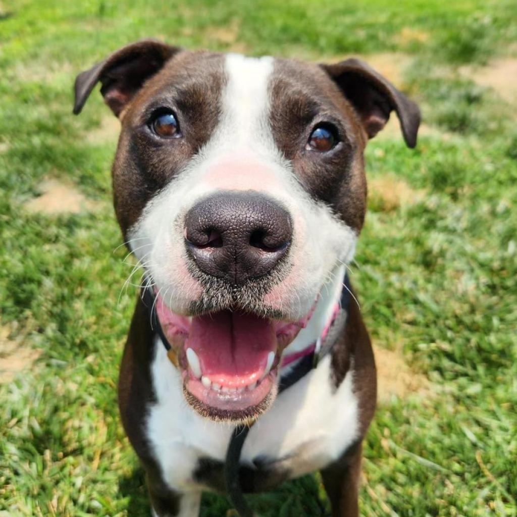 Mr. Darcy, an adoptable Terrier, Mixed Breed in St. Louis, MO, 63103 | Photo Image 1