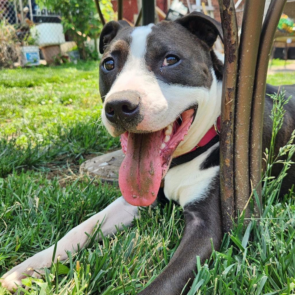 Mr. Darcy, an adoptable Terrier, Mixed Breed in St. Louis, MO, 63103 | Photo Image 2