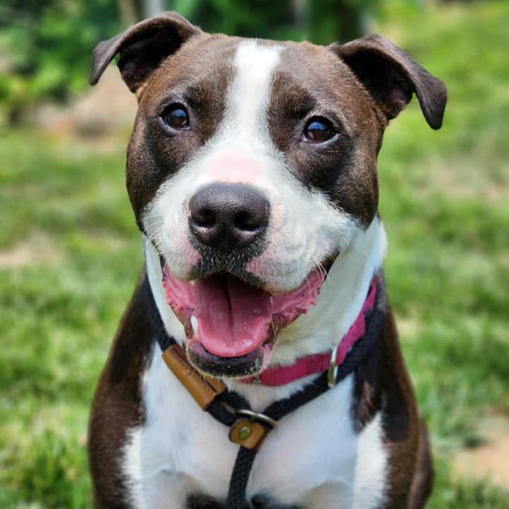 Mr. Darcy, an adoptable Terrier, Mixed Breed in St. Louis, MO, 63103 | Photo Image 3