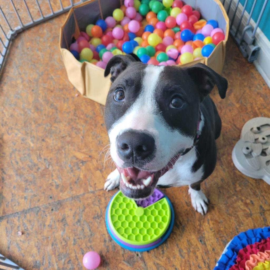 Mr. Darcy, an adoptable Terrier, Mixed Breed in St. Louis, MO, 63103 | Photo Image 4