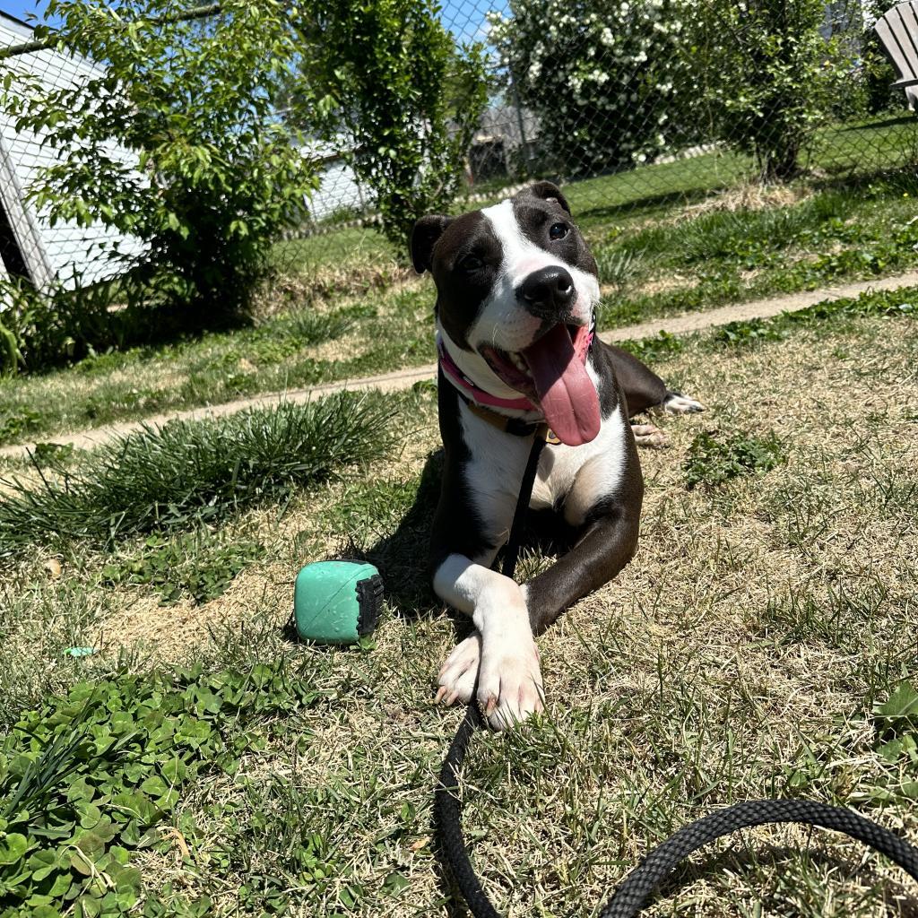 Mr. Darcy, an adoptable Terrier, Mixed Breed in St. Louis, MO, 63103 | Photo Image 5