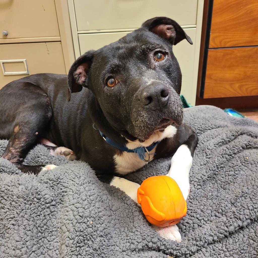 Tapper, an adoptable Mixed Breed in Port Charlotte, FL, 33980 | Photo Image 1