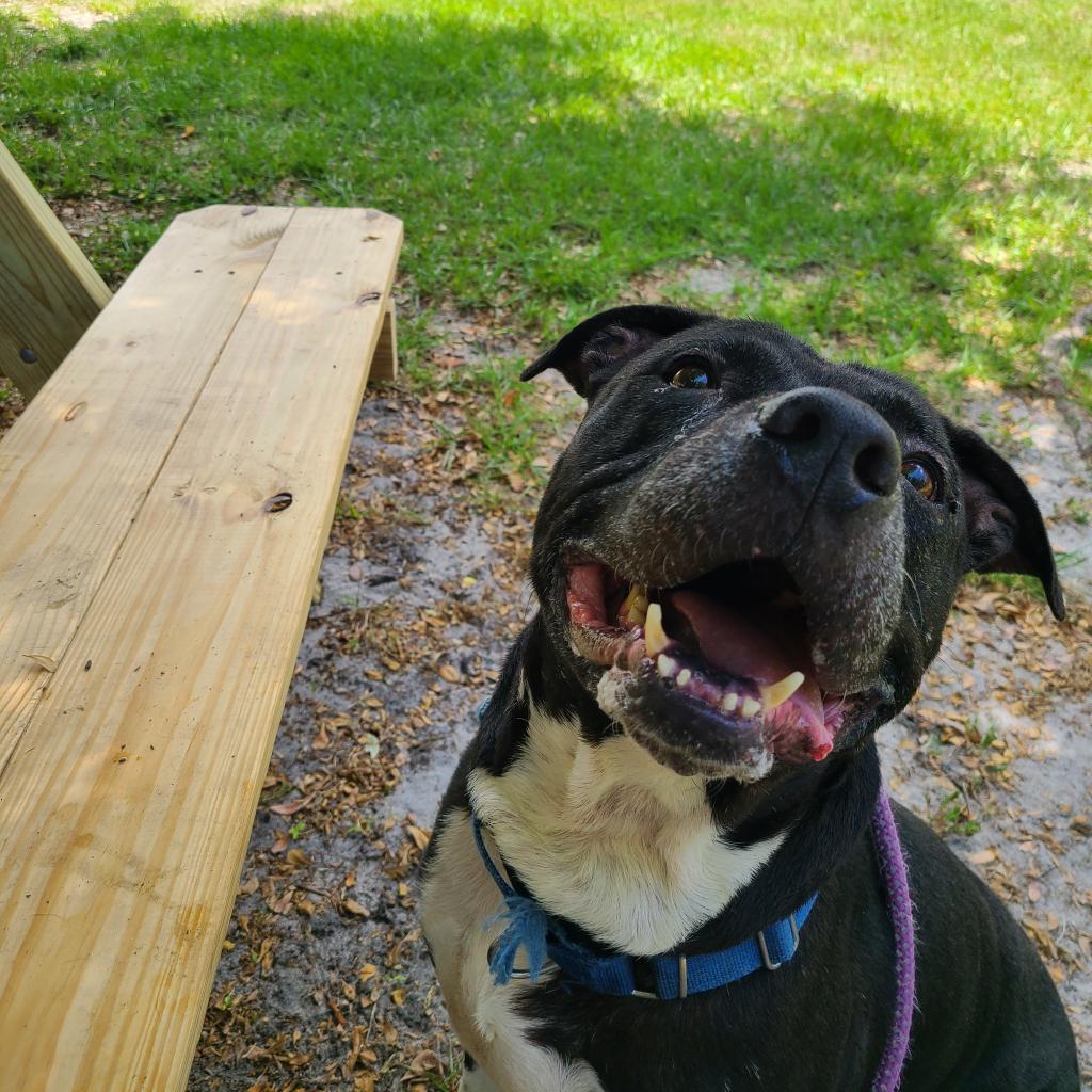 Tapper, an adoptable Mixed Breed in Port Charlotte, FL, 33980 | Photo Image 2