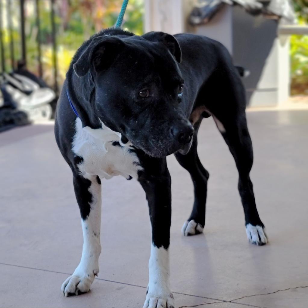 Tapper, an adoptable Mixed Breed in Port Charlotte, FL, 33980 | Photo Image 3