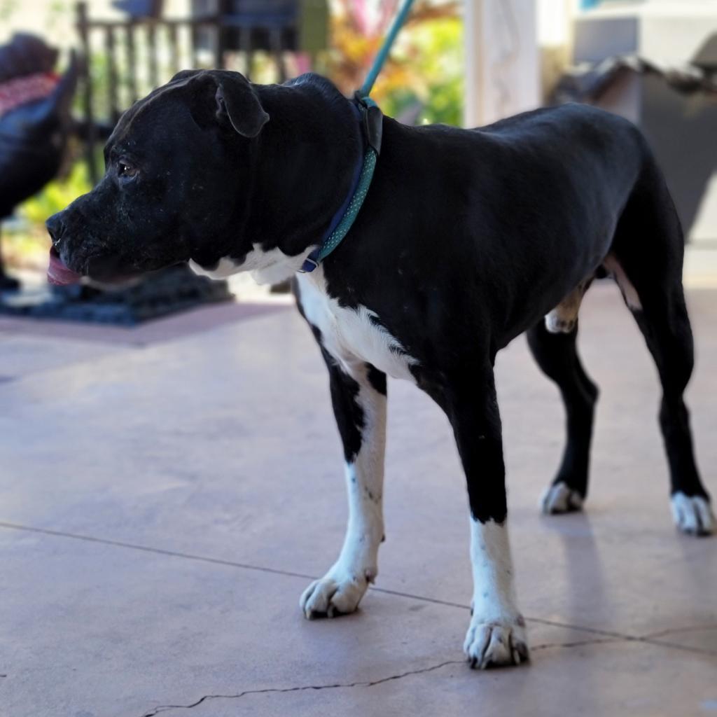 Tapper, an adoptable Mixed Breed in Port Charlotte, FL, 33980 | Photo Image 4