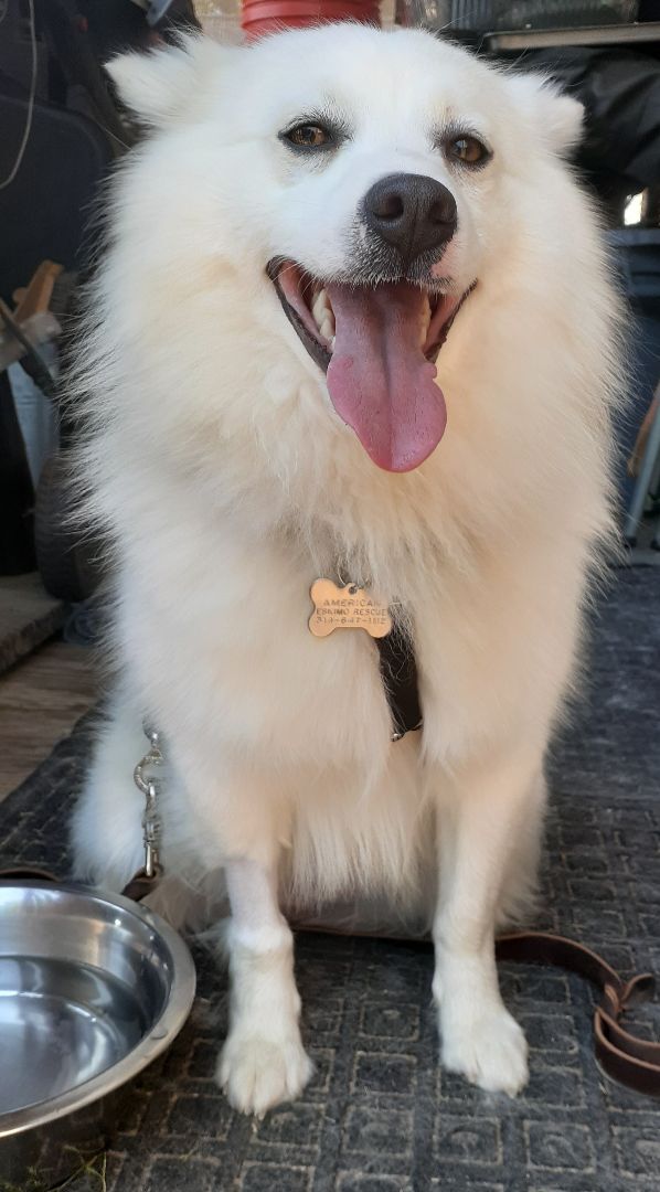 Milo-St. Louis, MO, an adoptable American Eskimo Dog in Saint Louis, MO_image-4