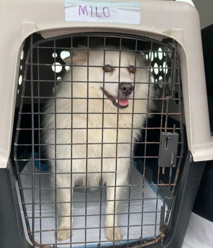 Milo-St. Louis, MO, an adoptable American Eskimo Dog in Saint Louis, MO_image-5