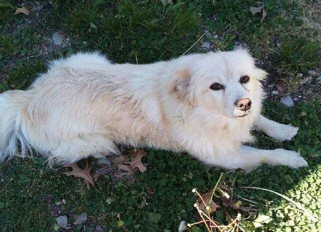 CoCo-St. Louis, MO, an adoptable American Eskimo Dog in Saint Louis, MO_image-2