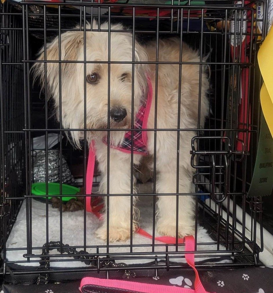 Dog For Adoption – “CRICKET” – ADORABLE WESTIE MIX ISO ONE PATIENT, EXPERIENCED AT HOME, a West Highland White Terrier/Westie & Poodle Mix in St. Charles, IL