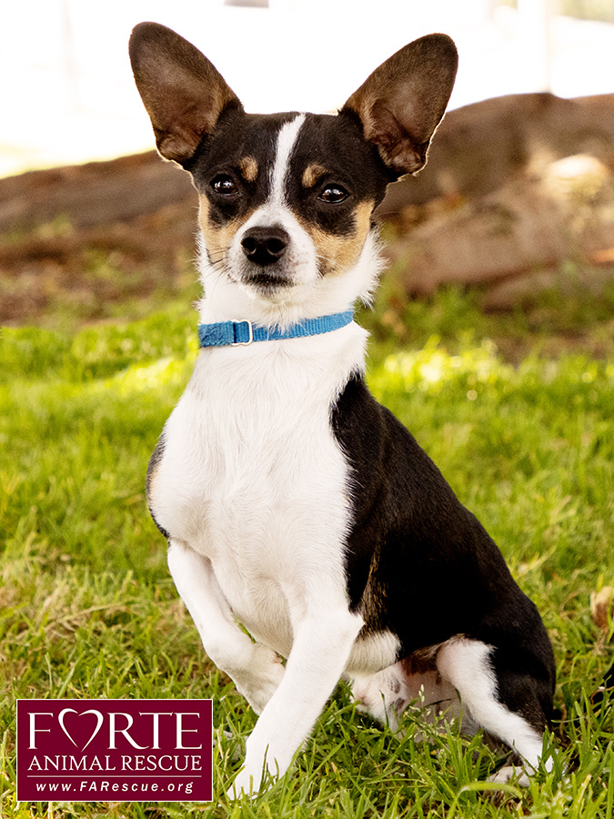 Fox terrier best sale mixed with chihuahua