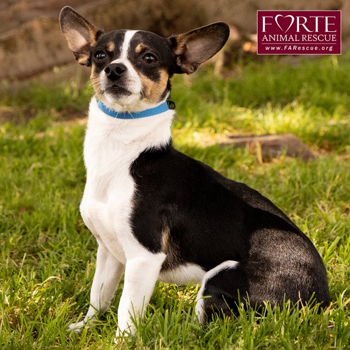 Fox terrier store rat terrier mix