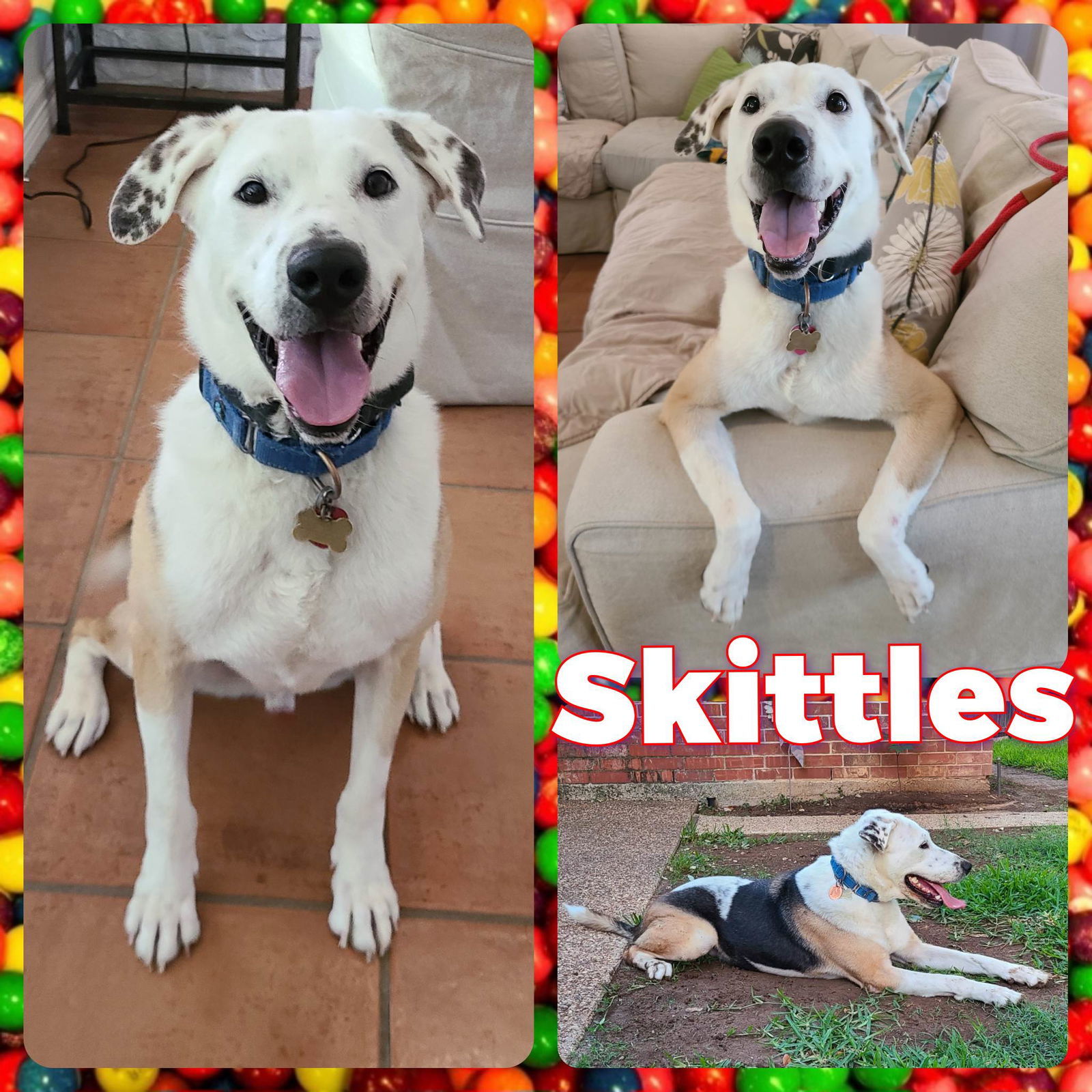 Skittles, an adoptable Dalmatian in Colorado Springs, CO, 80918 | Photo Image 1