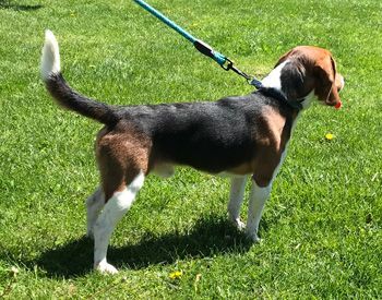 Riggs, an adoptable Beagle in West Decatur, PA_image-4
