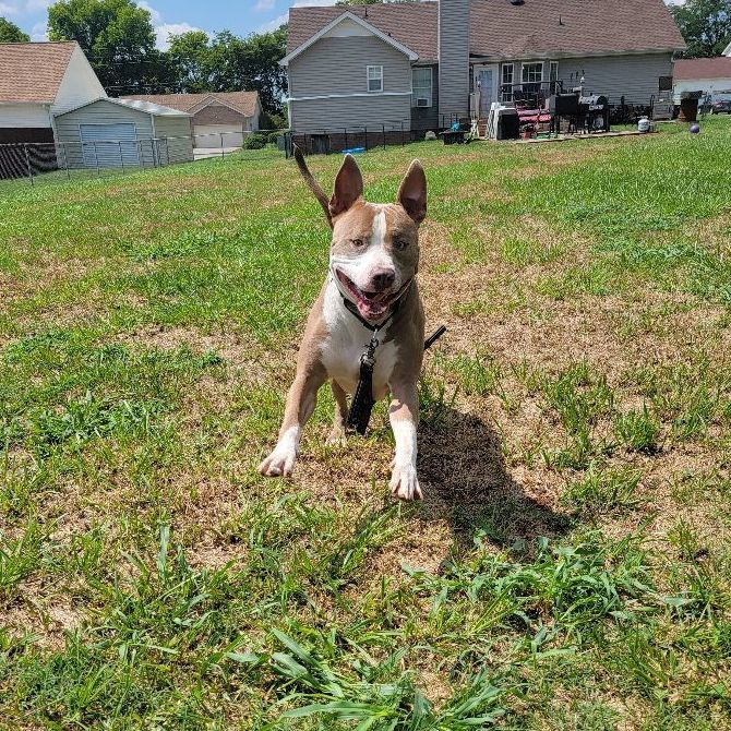 Dog for adoption - Drako, a Pit Bull Terrier in Clarksville, TN | Petfinder