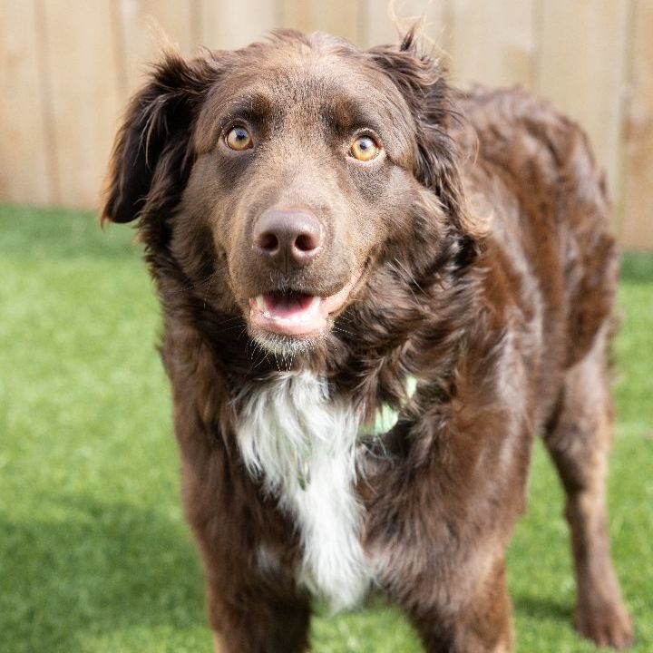 Reuger, an adoptable Australian Shepherd Mix in Naperville, IL_image-6