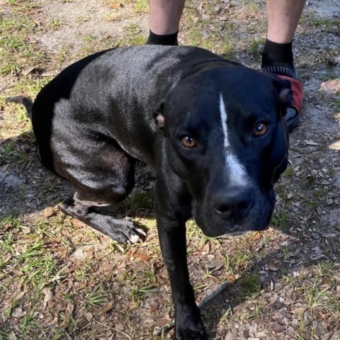 Beverly, an adoptable Mixed Breed in Irvington, AL, 36544 | Photo Image 1