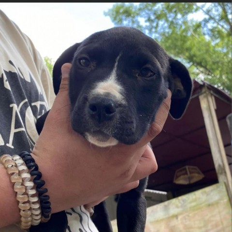 Half Pint, an adoptable Mixed Breed in Irvington, AL, 36544 | Photo Image 3