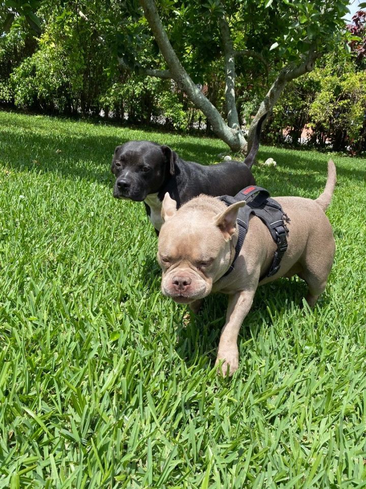 American bully french bulldog 2024 mix