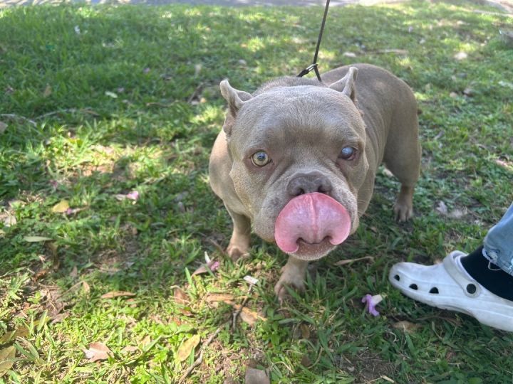 American bully and 2024 french bulldog mix