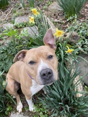 Poppy Seed - IN FOSTER Mixed Breed Dog