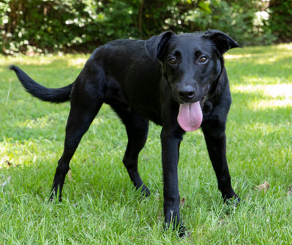 Lennon, an adoptable Labrador Retriever, Mixed Breed in Tyler, TX, 75711 | Photo Image 2