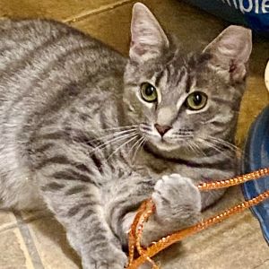 Been searching for a feline chatterbox Look no further One-year-old Mary Lou is a huge talker - sh