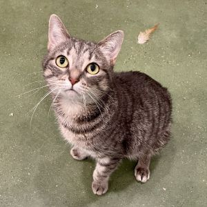 Marigold is a special little tabby who is looking for a special little home She
