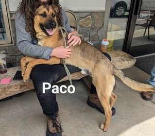 Paco 2