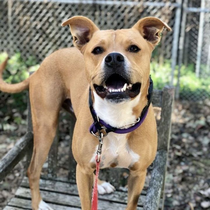 Dog for adoption - Cafe (foster-to-adopt), a Boxer Mix in Rochester, NY ...