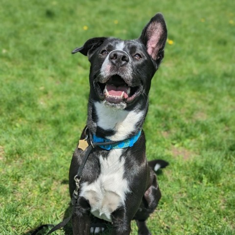 7764 Waffles, an adoptable Mixed Breed in Sandown, NH, 03873 | Photo Image 1