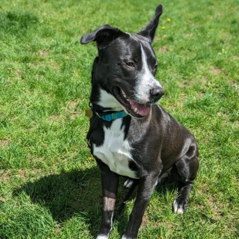 7764 Waffles, an adoptable Mixed Breed in Sandown, NH, 03873 | Photo Image 2